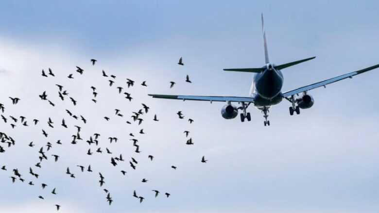 Sa të rrezikshme janë sulmet e zogjve gjatë fluturimit të një aeroplani?