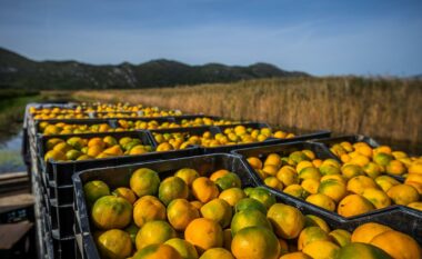 10 ton mandarina me pesticide të bllokuara nga Kroacia u shitën në Shqipëri, tre të arrestuar