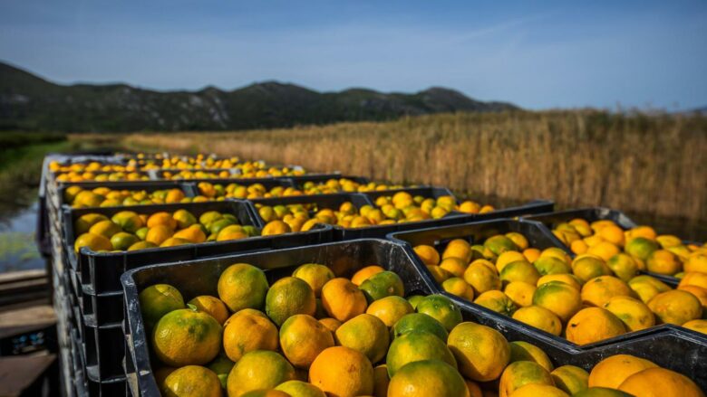 BE bllokoi mandarinat me pesticide të rrezikshme, reagon Ministria e Bujqësisë së Shqipërisë