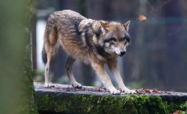 Ujqërit do të humbasin statusin ‘të mbrojtur rreptësisht’ në Evropë