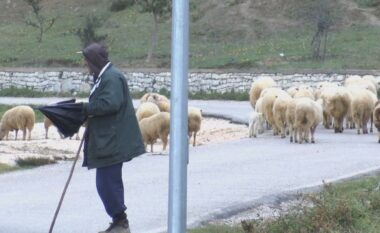 Blegtorët e Shqipërisë në vështirësi, u mungojnë kullotat dhe subvencionet nga shteti