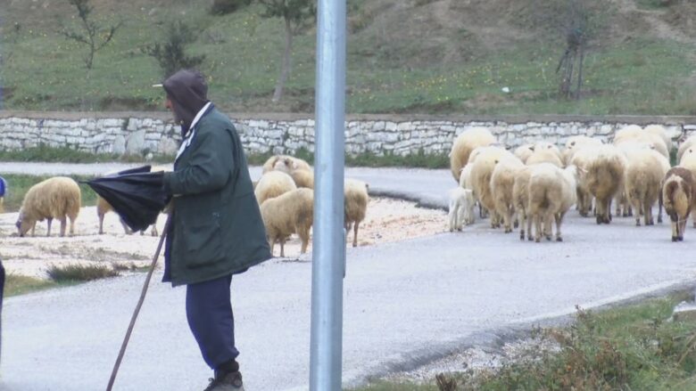 Blegtorët e Shqipërisë në vështirësi, u mungojnë kullotat dhe subvencionet nga shteti