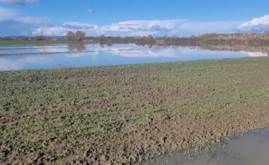 Reshjet e shiut dëmtojnë të mbjellat në disa zona në Shqipëri