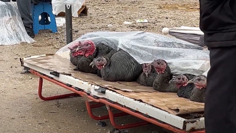 Shitja e gjelave për fundvit, tregtarët në Elbasan ulin çmimin në krahasim me vitin e kaluar