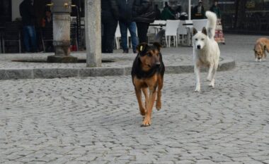 Prizreni nënshkruan kontratën për ndërtimin e strehimores për qentë endacakë