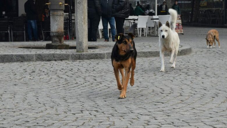 Prizreni nënshkruan kontratën për ndërtimin e strehimores për qentë endacakë