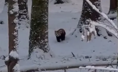 Si stuhia e borës i ndihmoi dy panda të kuqe të arratisen nga kopshti zoologjik në Zvicër