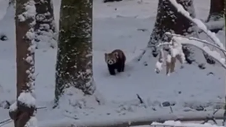 Si stuhia e borës i ndihmoi dy panda të kuqe të arratisen nga kopshti zoologjik në Zvicër