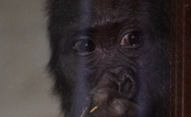 Shpëtohet një gorillë nga aeroplani i Turkish Airlines