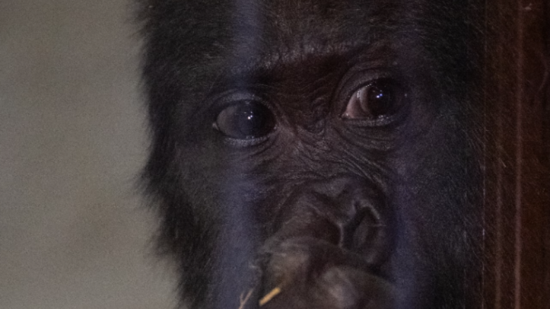 Shpëtohet një gorillë nga aeroplani i Turkish Airlines