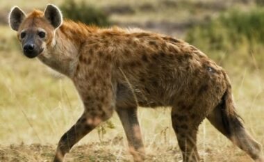 Një hienë me pika është shfaqur në Egjipt, për herë të parë në 5000 vjet