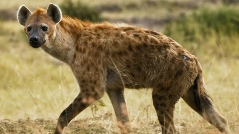 Një hienë me pika është shfaqur në Egjipt, për herë të parë në 5000 vjet