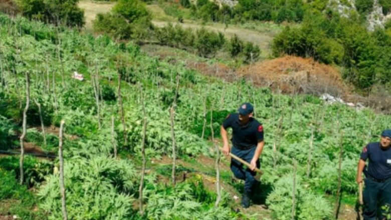 “Do mblidhni sherbelë dhe ullinj”: Si u rekrutuan qindra gra nga grupet kriminale për të punuar në serat me kanabis në Shqipëri