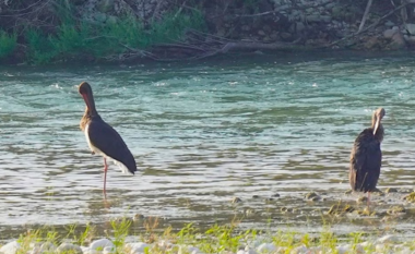 Ndryshimet e klimës sjellin dukuri të pazakonta për shpendët e ujit në Shqipëri