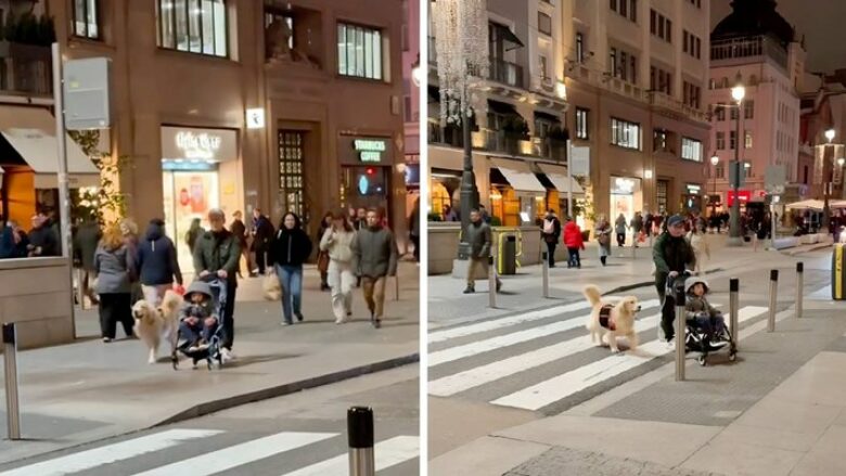 Qeni humbi nga sytë pronaren në një turmë - shikoni si reagoi kur e gjeti