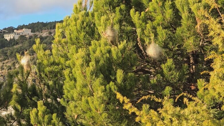 Shkak “procesionarja”, pishat e zeza të Llogarasë rrezikojnë të thahen