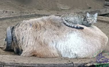 Macja dhe delja fitojnë çmimin “Çifti i Vitit” në kopshtin zoologjik të Ukrainës