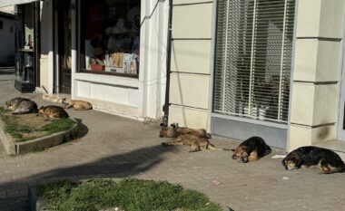 Qentë endacakë pushtojnë qytetin e Pejës