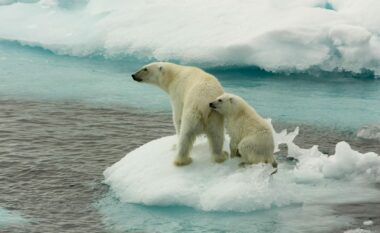 A kanë lëkurë të zezë arinjtë polarë poshtë gëzofit të bardhë?