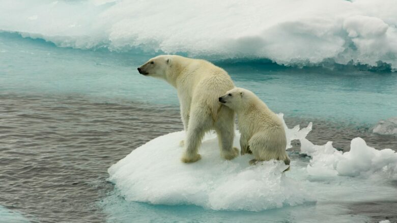 A kanë lëkurë të zezë arinjtë polarë poshtë gëzofit të bardhë?