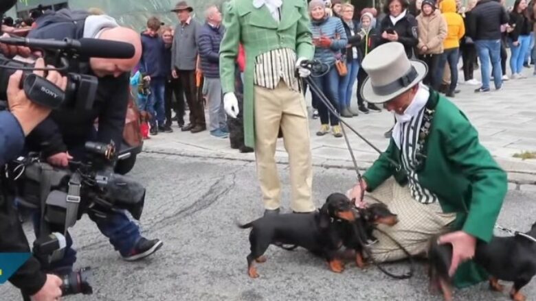 Parada me 897 qen të racës ‘wiener’ thyen rekordin botëror Guinness në Gjermani