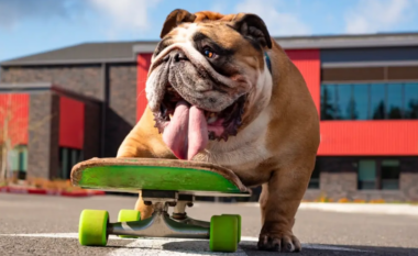 Njihuni me bulldogun Chowder – një qen që është bërë viral për aftësitë e tij në skateboard