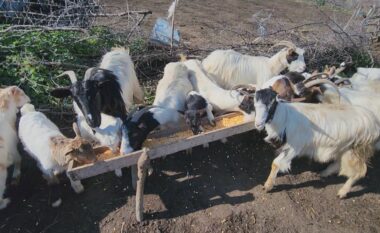 Sakrifica e një bariu, dimër dhe verë, jashtë bashkë me bagëtitë