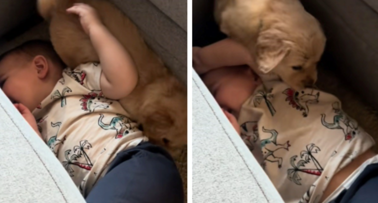 Një nënë ka kapur një moment të adhurueshëm mes djalit të saj dhe një qenushi