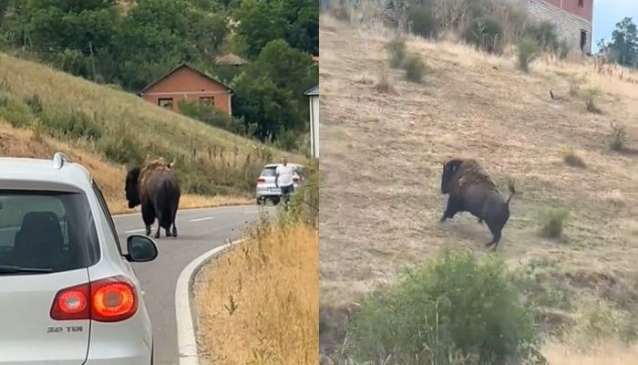 E pazakontë, bizoni shfaqet rrugëve të një fshati të Prishtinës